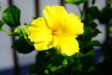 Wall Mural - Yellow hibiscus flower in bloom