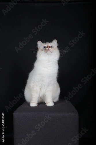 Chat Chaton Blanc Animal Animal De Compagnie Joli Felidae Chat Domestique Fourrure Yeux Duveteux Portrait Animal De Compagnie Adorable Jeune Beau Bebe Bleu Noir Animal Ragdoll Oe Stock Photo Adobe Stock