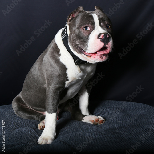 Chien Bouledogue Animal Animal De Compagnie Chiot