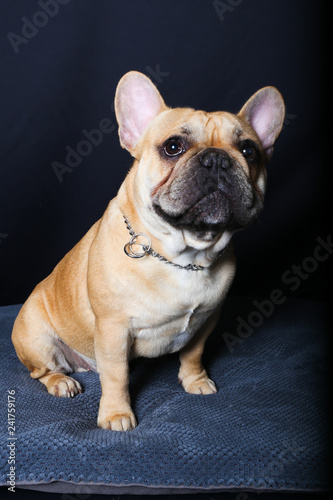Chien Bouledogue Chiot Francais Animal Animal De Compagnie Bouledogue Francais Isole Joli Blanc Brun Canidae Race Studio Mammifere Animal De Compagnie Portrait Adorable Pedigree Jeu Stock Photo Adobe Stock Chien Bouledogue Chiot Francais Animal Animal De Compagnie Bouledogue Francais Isole Joli Blanc Brun Canidae Race Studio Mammifere Animal De Compagnie Portrait Adorable Pedigree Jeu Stock Photo Adobe Stock