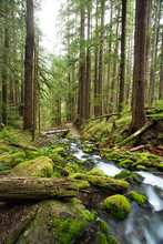 Sol Duc River, Olympic National Park, WA