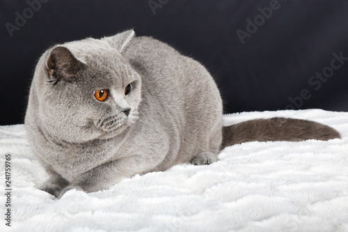 Chat Animal Chaton Animal De Compagnie Felidae Domestique Joli Yeux Portrait Fourrure Blanc Chat Chat Tigre Beau Animal Animal De Compagnie Adorable Isole Gris Britannique Regardan Stock Photo Adobe Stock