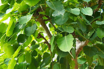 Wall Mural - Ficus religiosa  or bodhi tree green leaves close up