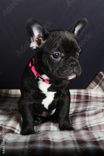 Chien Bouledogue Bouledogue Francais Francais Animal De Compagnie Animal Chiot Joli Noir Blanc Canidae Isole Race Portrait Pedigree Mammifere Adorable De Race Jeune Fond Blanc Dome Stock Photo Adobe Stock Chien Bouledogue Bouledogue Francais Francais Animal De Compagnie Animal Chiot Joli Noir Blanc Canidae Isole Race Portrait Pedigree Mammifere Adorable De Race Jeune Fond Blanc Dome Stock Photo Adobe Stock