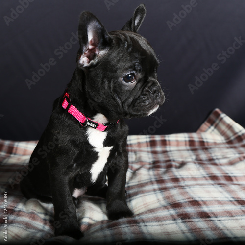 Chien Bouledogue Bouledogue Français Français Animal De