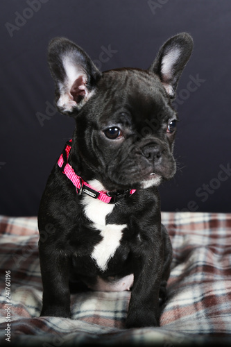 Chien Bouledogue Bouledogue Francais Francais Animal De Compagnie Animal Chiot Joli Noir Blanc Canidae Isole Race Portrait Pedigree Mammifere Adorable De Race Jeune Fond Blanc Dome Stock Photo Adobe Stock