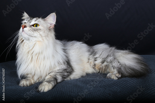 Chat Chaton Animal Animal De Compagnie Blanc Joli