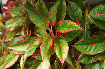 aglaonema commutatum siam aurora green and red foliage background