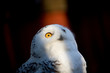 © Tandem Stock - A captive Snowy Owl in winter quarters at the Raptor Center, Great Swamp National Wildlife Refuge, New Jersey.