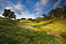 Tollhouse Ranch, Caliente, California: Scenic Views Of The Rolling Green Hills And Oak Trees.