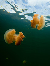 Golden Jellyfish (mastigias Papua) In Jellyfish Lake, Palau.