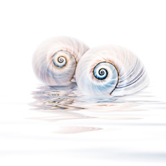 close up of beautiful sharks eye seashells reflecting in water