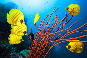 Wall Mural - Underwater image of coral reef and School of Masked Butterfly Fish 