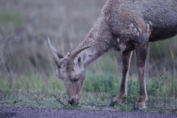 Bighorn Sheep