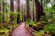© Tandem Stock - The main loop trail, Muir Woods National Monument north of San Fransisco CA.