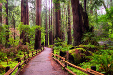 The Main Loop Trail, Muir Woods National Monument North Of San Fransisco CA.