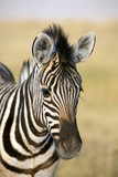 Fototapeta Konie - Zebra Baby