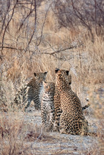 Leopard Family
