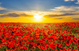 Fototapeta Kwiaty - beautiful red poppy field at the sunset
