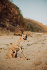 Wall Mural - thai ridgeback sit on a beach. rock and ocean, sea background