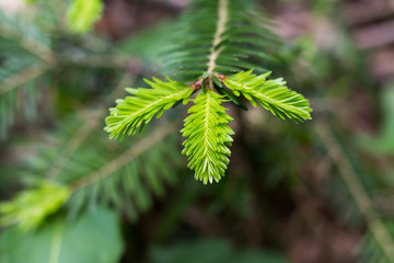 Wall Mural - Dark green, old pine branch has new fresh light green needles. Close-up branch in spring. Blurry background.