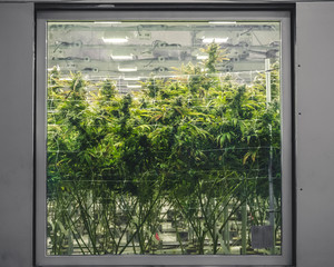 Commercial Warehouse for Marijuana Industry Grow Room Window