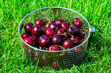 Wall Mural - Ripe cherry on background of green grass