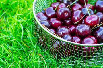 Wall Mural - Ripe cherry on background of green grass