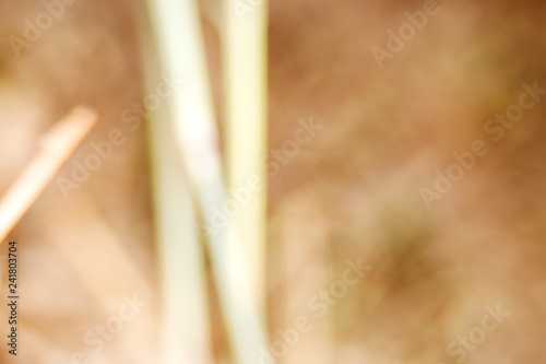 Fotografie, Obraz Abstract Warm blur color gradient background.