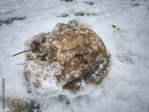 Fotografía Horse hoof hoofprint in frozen wet snow.
