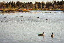 Canada Geese And Ducks At The Lake
