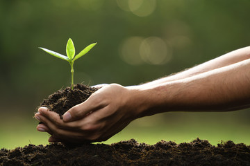 Poster - Hands holding and caring a green young plant
