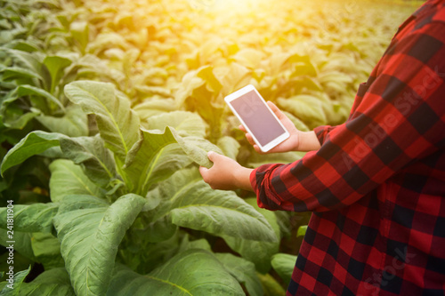 Fotografía Examining the quality of tobacco farms by farmers using modern agricultural tech