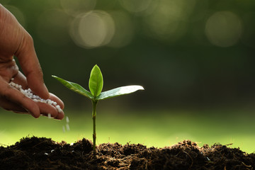 Wall Mural - Hand giving chemical fertilizer to young plant on nature background