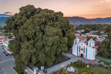 Wall Mural - Amazing sunset at El Tule, the biggest tree of the world located in Oaxaca, Mexico