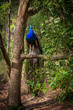 Peacock perched on a tree