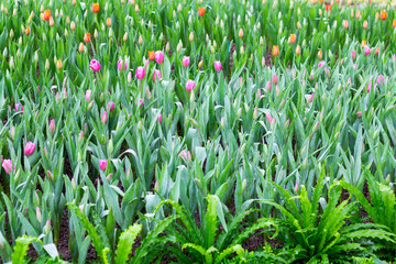 Colorful Tulip flowers meadow Spring nature background for graphic and card design