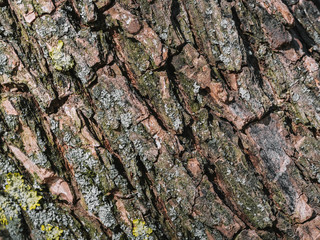 oak bark texture with moss close-up