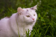 White Cat on grass