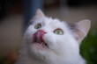 White cat licking nose