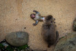 Japanese Macaque, Mother and Infant