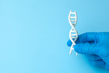 DNA Helix Research. Concept Of Genetic Experiments On Human Biological Code DNA. Scientist Holds DNA Helix.