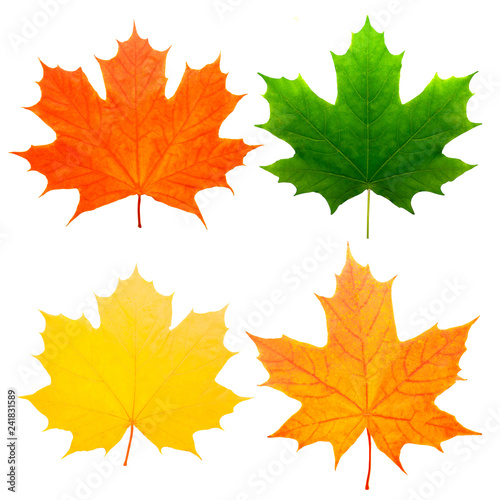 Fotografie, Obraz four colorful maple leaves isolated on white background