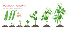 Pea Plant Growth Stages Infographic Elements In Flat Design. Planting Process Of Peas From Seeds Sprout To Ripe Vegetable, Plant Life Cycle Isolated On White Background, Vector Stock Illustration.