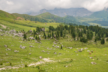 Canvas Print - View at a alp meadow with cows