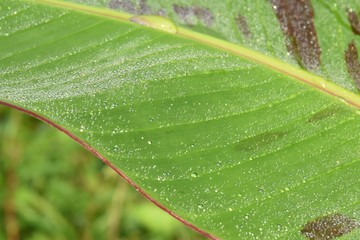 green leaf with water drops