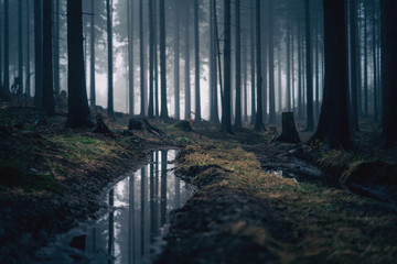 Obraz na płótnie woda natura las trawa