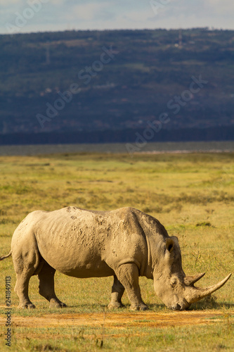 Fotografia, Obraz White Rhino in Lake Nakuru National Park