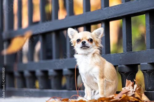 Fotomural Beautiful cream chihuahua walks in big city