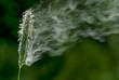 Leinwanddruck Bild - Gräser Blütenstaub abfliegend fliegende Graspollen, Gräserpollen fliegend, Pollenflug